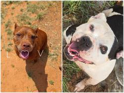 Lost Female Dog last seen Cotton flt & south Midkiff (1210), Midland, TX 79706