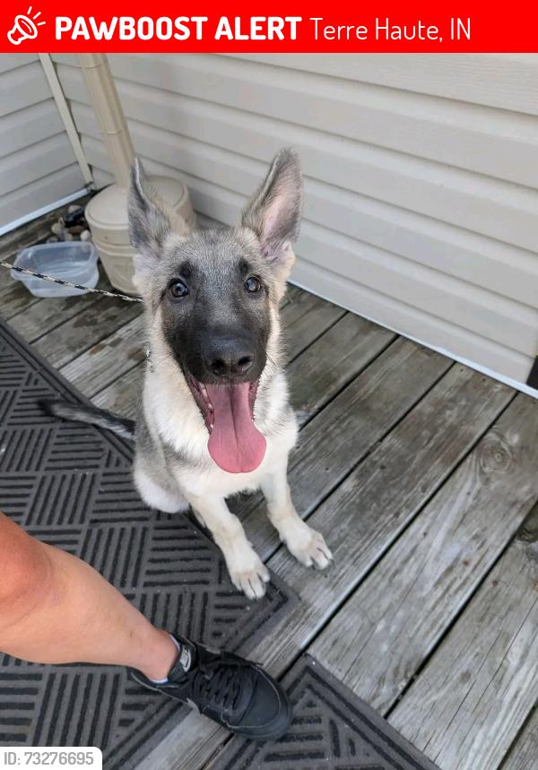 Lost Male Dog last seen 22nd and 1st ave, Terre Haute, IN 47807