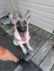 Lost Male Dog last seen 22nd and 1st ave, Terre Haute, IN 47807
