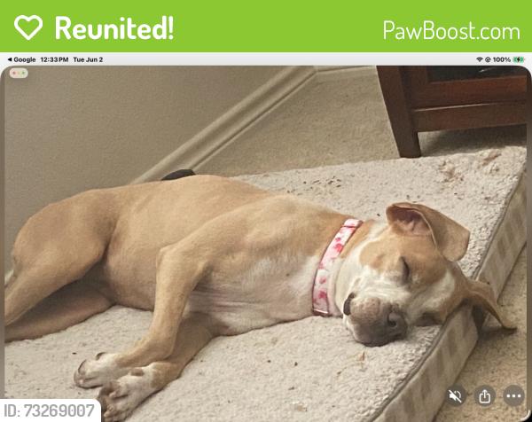 Reunited Female Dog last seen Keller Hicks, Tarrant County, TX 76244
