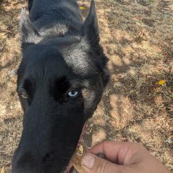 Shelter Stray Male Dog last seen , 2608 Center St, Tacoma, WA 98409, USA
