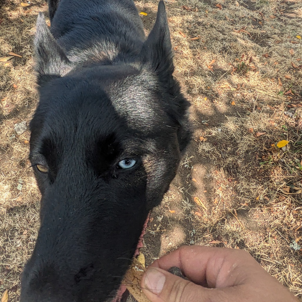 Shelter Stray Male Dog last seen , 2608 Center St, Tacoma, WA 98409, USA