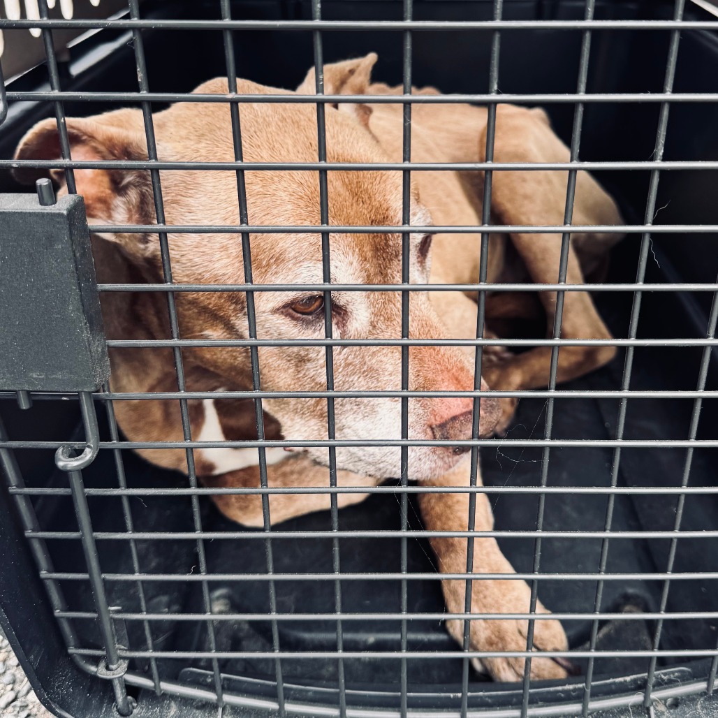 Shelter Stray Female Dog last seen , 2608 Center St, Tacoma, WA 98409, USA
