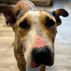Shelter Stray Female Dog last seen , 2060 NE Rocky Ford Rd, Pinetta, FL 32350, USA