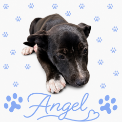 Shelter Stray Female Dog last seen , 2350 Appling City Cove, Memphis, TN 38133, USA