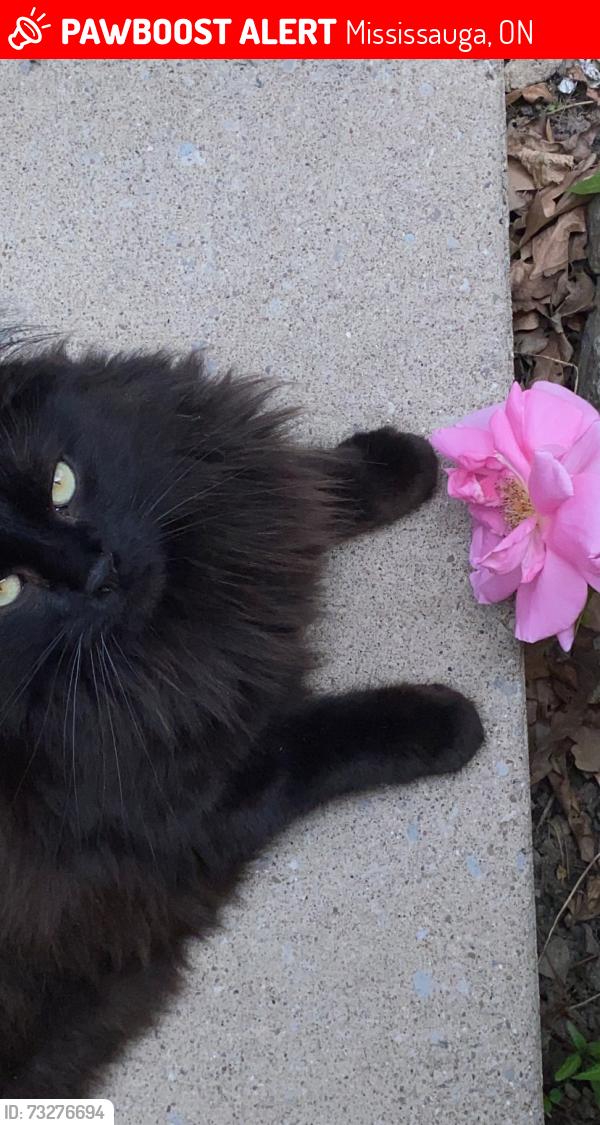 Lost Male Cat last seen blizzard road, Mississauga, ON 