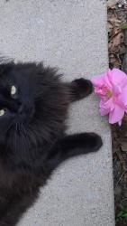 Lost Male Cat last seen blizzard road, Mississauga, ON 