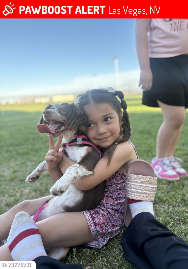 Lost Female Dog last seen Owens nellis, Las Vegas, NV 89110