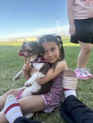 Lost Female Dog last seen Owens nellis, Las Vegas, NV 89110