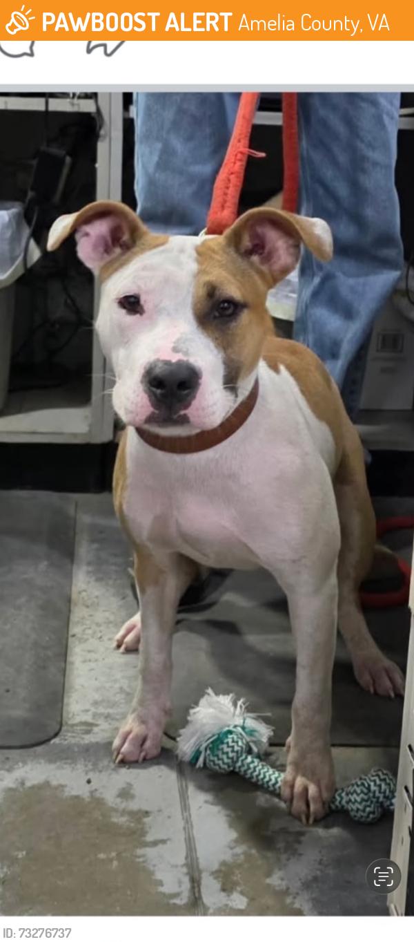 Found/Stray Female Dog last seen Animal control, Amelia County, VA 23002