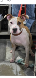 Found/Stray Female Dog last seen Animal control, Amelia County, VA 23002
