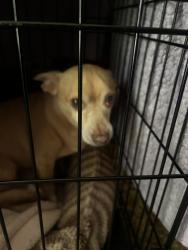 Reunited Male Dog last seen Country Club Dr & Pamalee Dr, Fayetteville, NC 28311, USA, Fayetteville, NC 28311