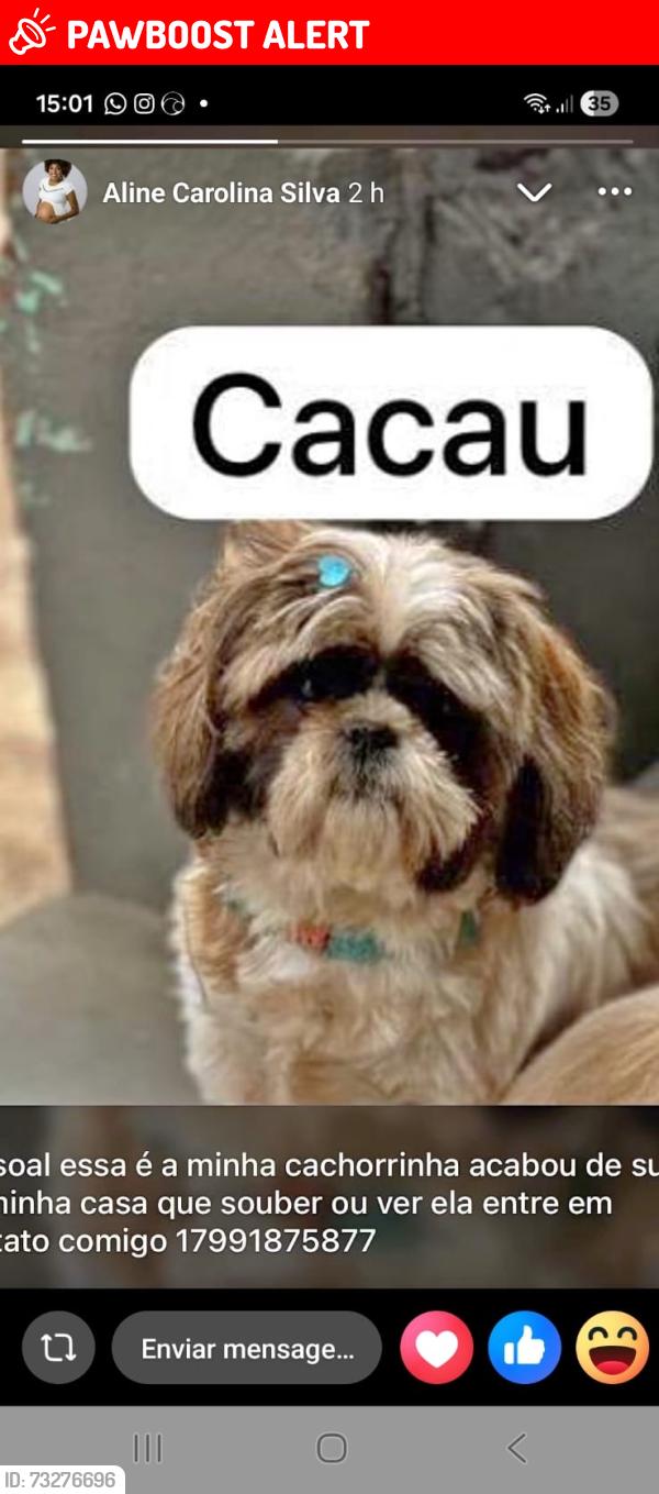 Lost Female Dog last seen Padaria Fama, Parque Residencial Santo Antonio, SP 14702-144