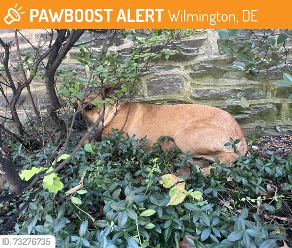 Found/Stray Unknown Dog last seen 11th & Rodney, Wilmington, DE 19806