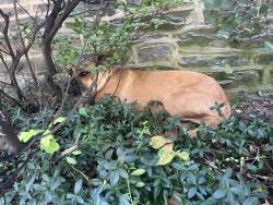 Found/Stray Unknown Dog last seen 11th & Rodney, Wilmington, DE 19806