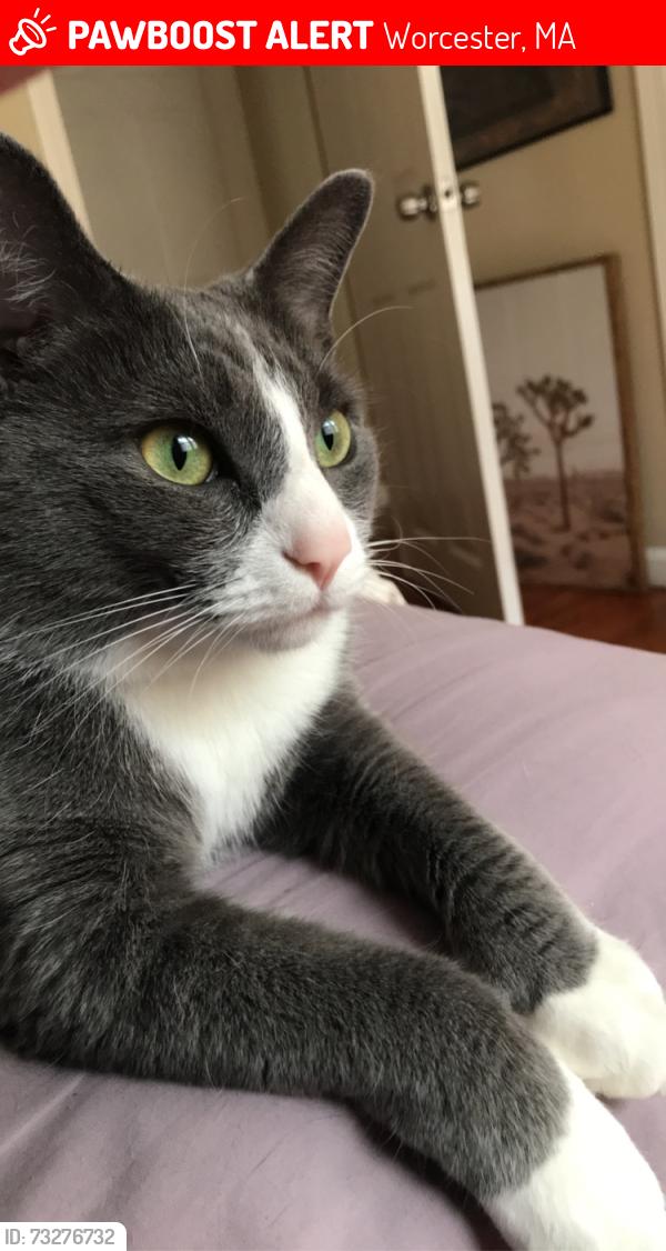 Lost Male Cat last seen Near the Lincoln St. bridge on the way to Lincoln Plaza, Worcester, MA 01606