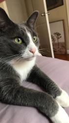 Lost Male Cat last seen Near the Lincoln St. bridge on the way to Lincoln Plaza, Worcester, MA 01606