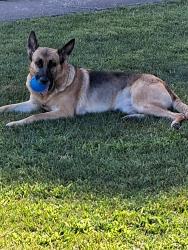 Reunited Female Dog last seen Corez, Santa Rosa, CA 95405