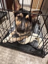 Found/Stray Unknown Dog last seen Randol mill rd and 820, Fort Worth, TX 76120