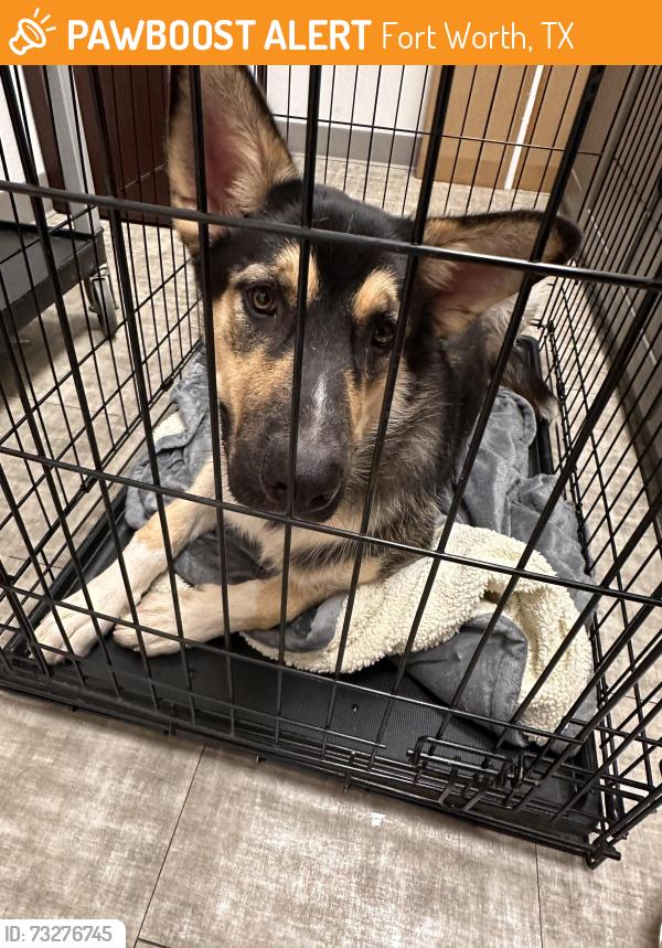 Found/Stray Unknown Dog last seen Randol mill rd and 820, Fort Worth, TX 76120