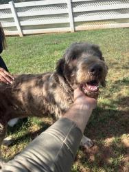 Found/Stray Female Dog last seen Cherrydale, Greenville, SC 29609
