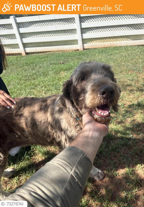 Found/Stray Female Dog last seen Cherrydale, Greenville, SC 29609
