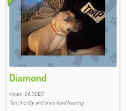 Reunited Female Dog last seen Near clebourne pkwy, Hiram, GA 30141