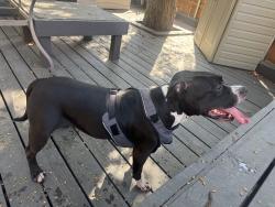 Found/Stray Female Dog last seen Valley View Park, Dallas, TX 75240