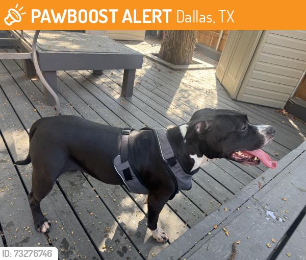 Found/Stray Female Dog last seen Valley View Park, Dallas, TX 75240