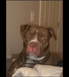 Lost Female Dog last seen Cayce south carolina, Cayce, SC 29033