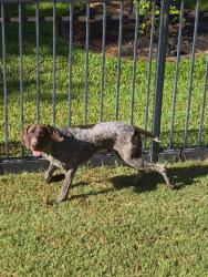 Found/Stray Male Dog last seen Cypresswood and Cypress Mills Place, Cypress, TX 77429