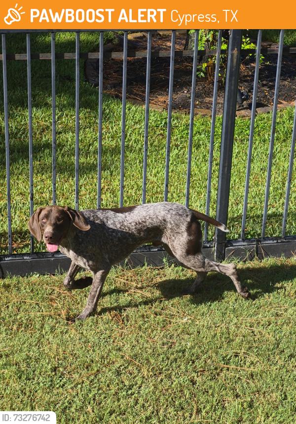 Found/Stray Male Dog last seen Cypresswood and Cypress Mills Place, Cypress, TX 77429