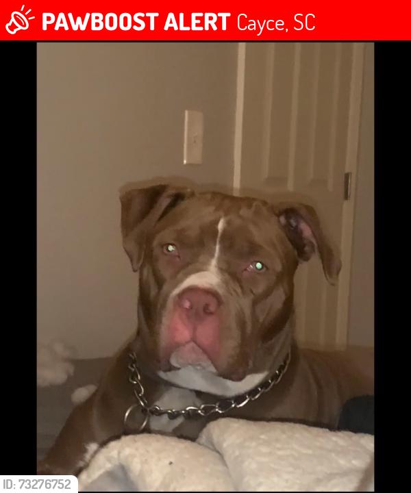 Lost Female Dog last seen Cayce south carolina, Cayce, SC 29033