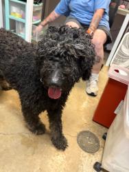 Shelter Stray Female Dog last seen Bexar County, 3353 Morningside Dr, New Braunfels, TX 78132, USA