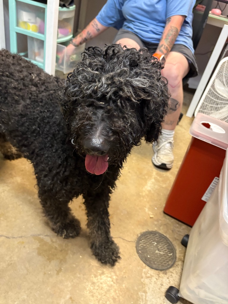 Shelter Stray Female Dog last seen Bexar County, 3353 Morningside Dr, New Braunfels, TX 78132, USA