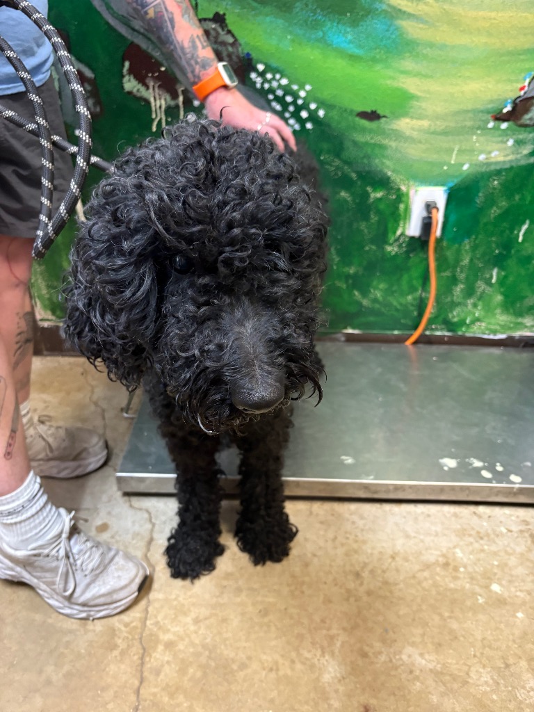 Shelter Stray Female Dog last seen Bexar County, 3353 Morningside Dr, New Braunfels, TX 78132, USA