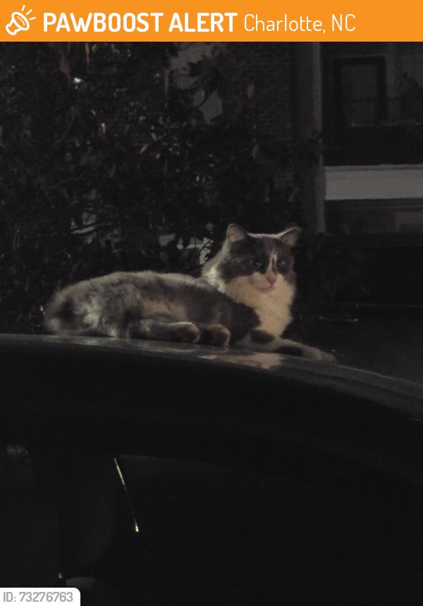 Found/Stray Unknown Cat last seen MAA Ayrsley apmts, Charlotte, NC 28273