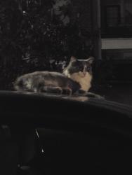 Found/Stray Unknown Cat last seen MAA Ayrsley apmts, Charlotte, NC 28273