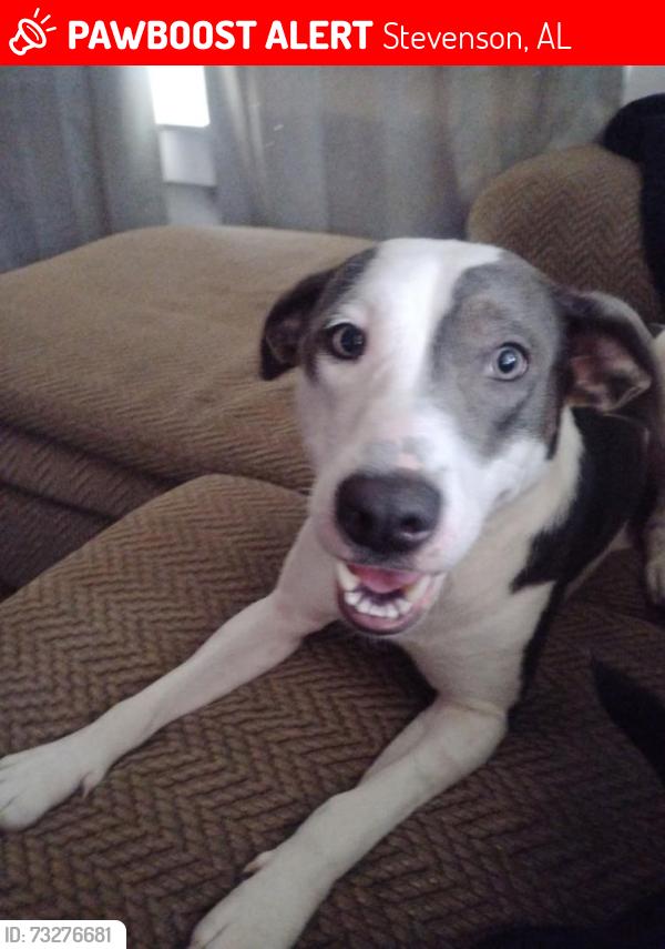 Lost Female Dog last seen Post office in sherwood, Stevenson, AL 35772