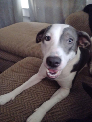 Lost Female Dog last seen Post office in sherwood, Stevenson, AL 35772