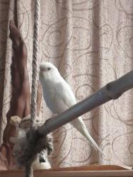 Lost Female Bird last seen Near Riverview Blvd, St.Catharines, ON, St. Catharines, ON L2T 3M2