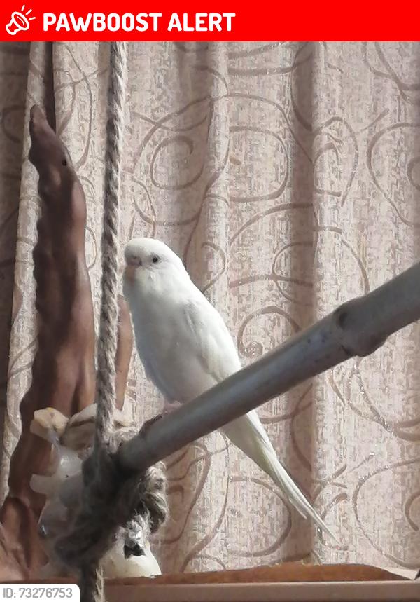 Lost Female Bird last seen Near Riverview Blvd, St.Catharines, ON, St. Catharines, ON L2T 3M2