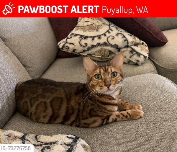 Lost Male Cat last seen 17th St SW and 31st Ave SW, Puyallup, WA 98373