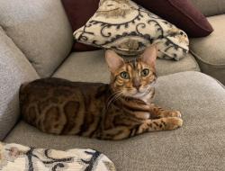 Lost Male Cat last seen 17th St SW and 31st Ave SW, Puyallup, WA 98373