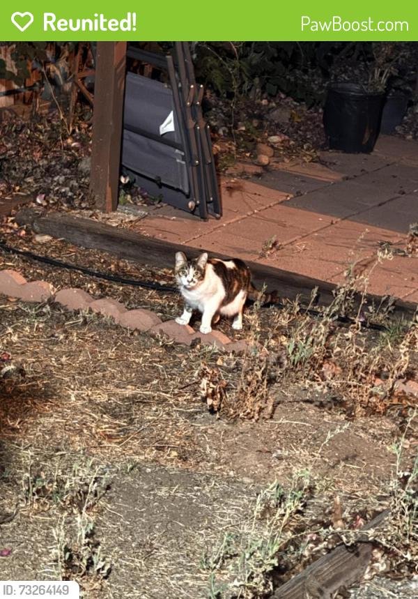 Reunited Female Cat last seen Purdue Annapolis, La Mesa, CA 91942