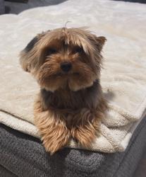 Lost Male Dog last seen Miami Florida 33142, Miami, FL 33142
