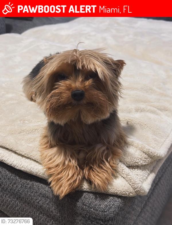 Lost Male Dog last seen Miami Florida 33142, Miami, FL 33142