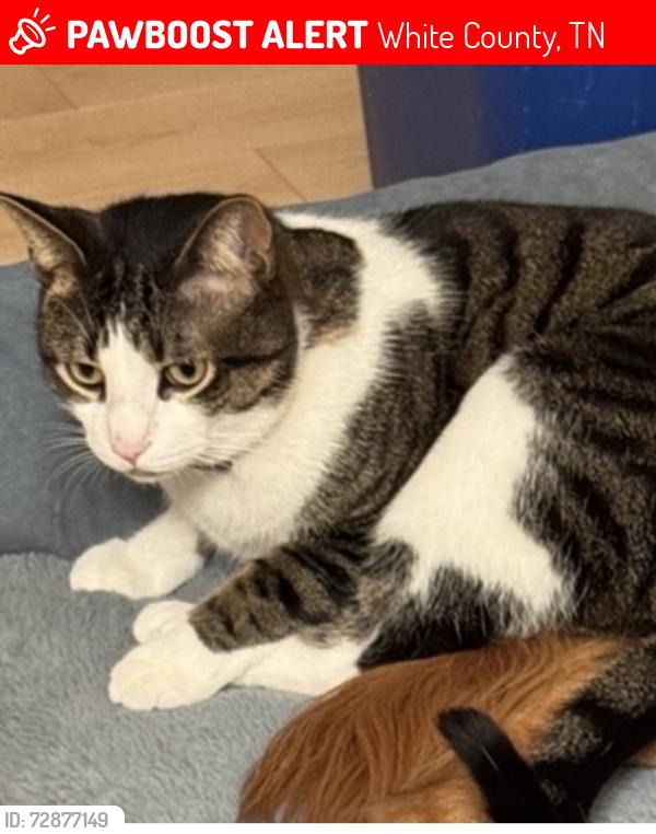 Lost Male Cat last seen Cedar Creek Road near Indian Mound, White County, TN 38583