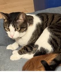 Lost Male Cat last seen Cedar Creek Road near Indian Mound, White County, TN 38583