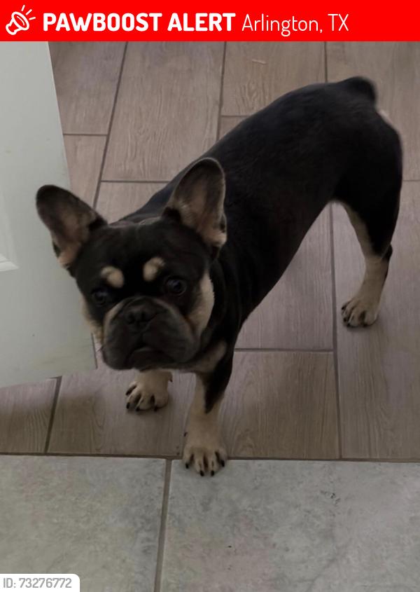 Lost Male Dog last seen Shilo harris, Arlington, TX 76012